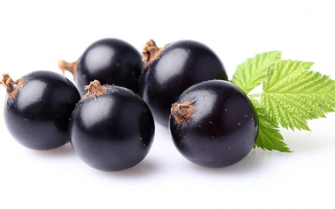 Black currant with leaf