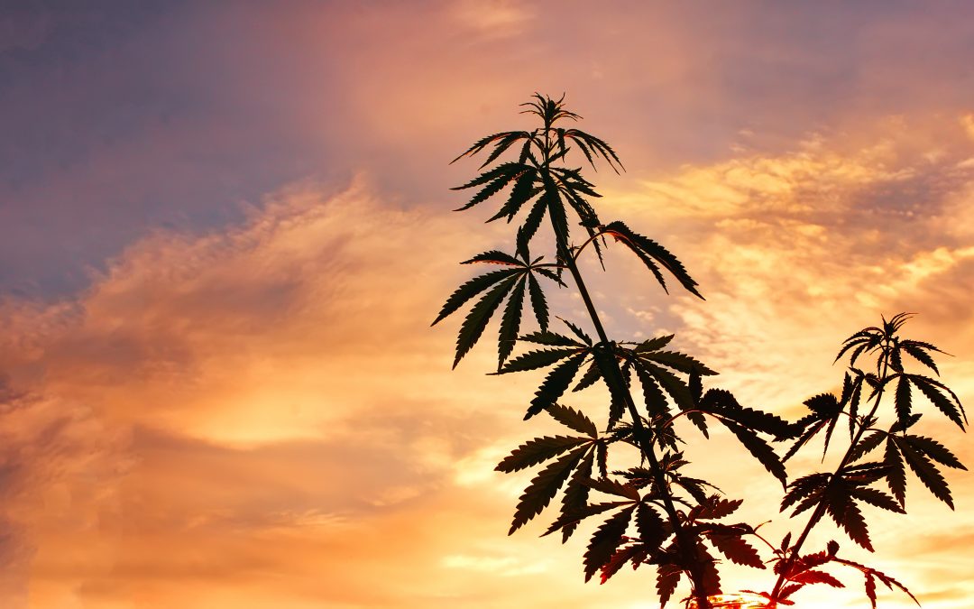 FAQ – What is the Difference Between Hemp and Cannabis Derived CBD?